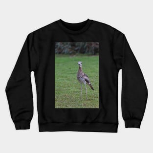 Stone Curlew Crewneck Sweatshirt